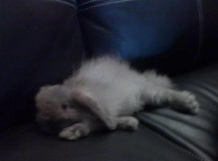 Kanin Mumle *død*  - Lille Mumle tager en slapper på lædersofaen. billede 1