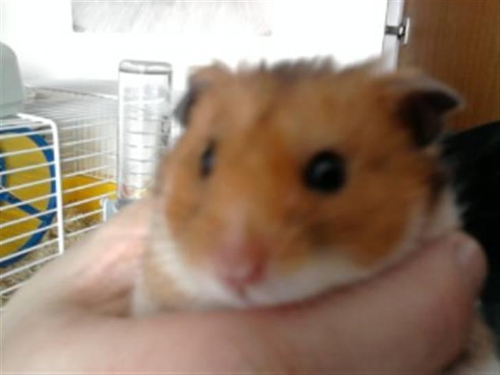 Hamster R.I.P-TULLE-MINEGEN<3<3 [HIMMELHAMSTER] billede 1