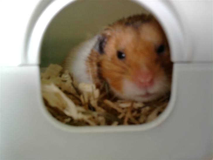 Hamster R.I.P-TULLE-MINEGEN<3<3 [HIMMELHAMSTER] billede 2