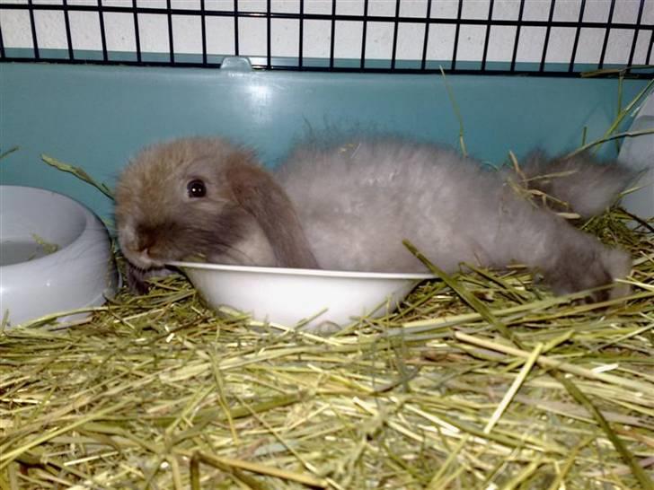 Kanin Mumle *død*  - Når der ikke er mere mad, så kan man da bare bruge den som seng :-) billede 2