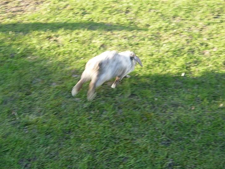 Kanin Venus<3 billede 6