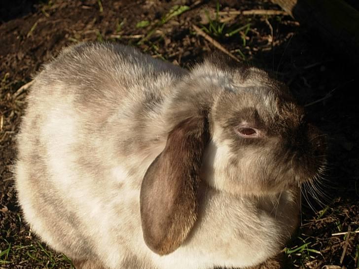Kanin Venus<3 billede 7