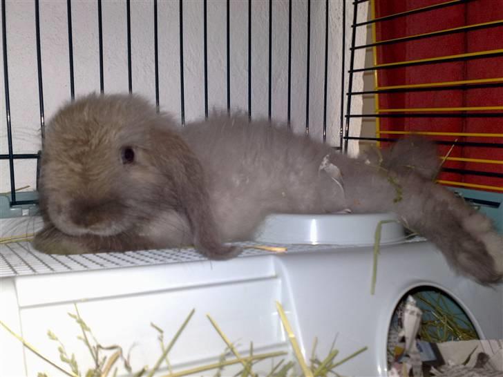 Kanin Mumle *død*  - Lille og fin med et noget stort hoved. billede 3