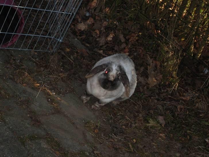 Kanin Venus<3 billede 8