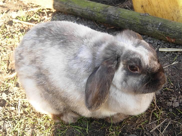 Kanin Venus<3 billede 9