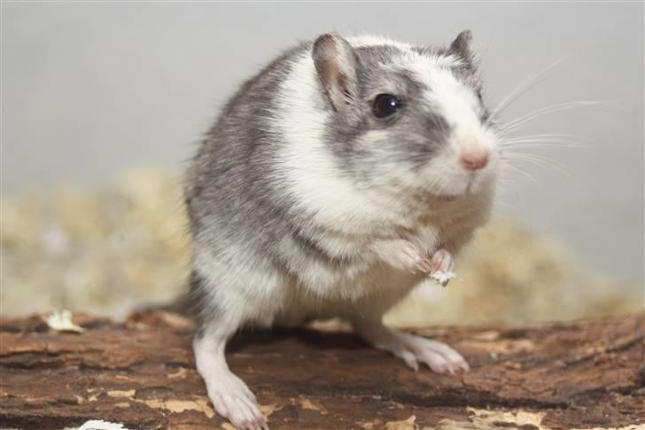 Ørkenrotte Manse R.I.P - Velkommen til Manses profil. Bedøm ham gerbne, men begrund hvorfor dig giver under middel! Tak! Foto: Mig billede 1