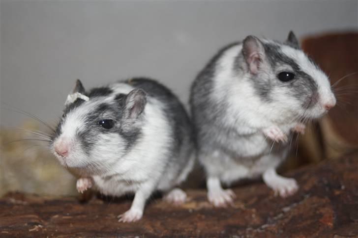 Ørkenrotte Manse R.I.P - Manses og hans bror :b Foto: Mig billede 2