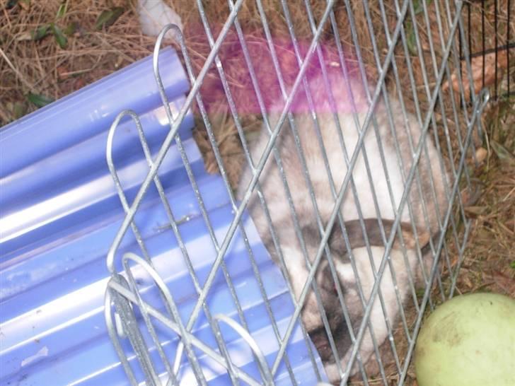 Kanin Venus<3 billede 13