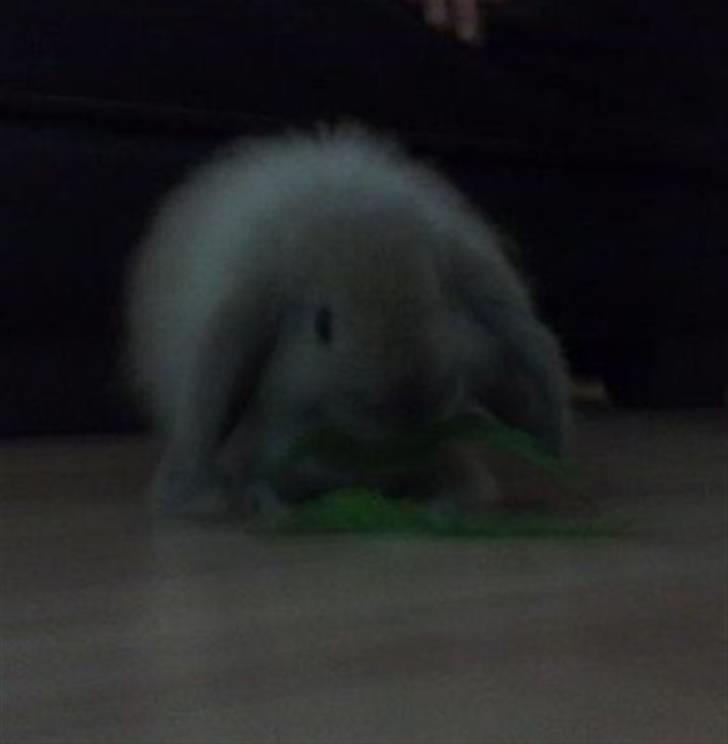 Kanin Mumle *død*  - Mumles første mælebøtte billede 4