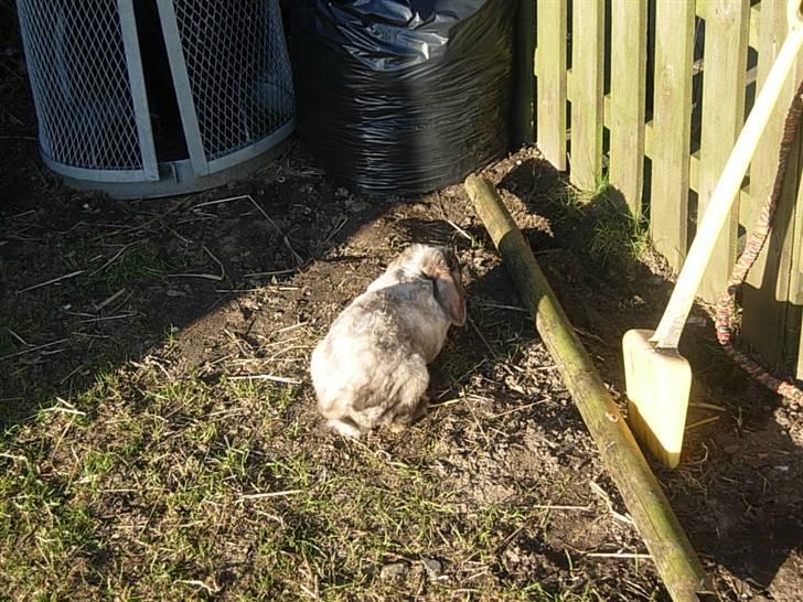 Kanin Venus<3 billede 14