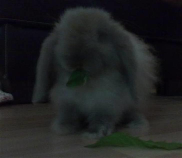 Kanin Mumle *død*  - Mmmmm  billede 5