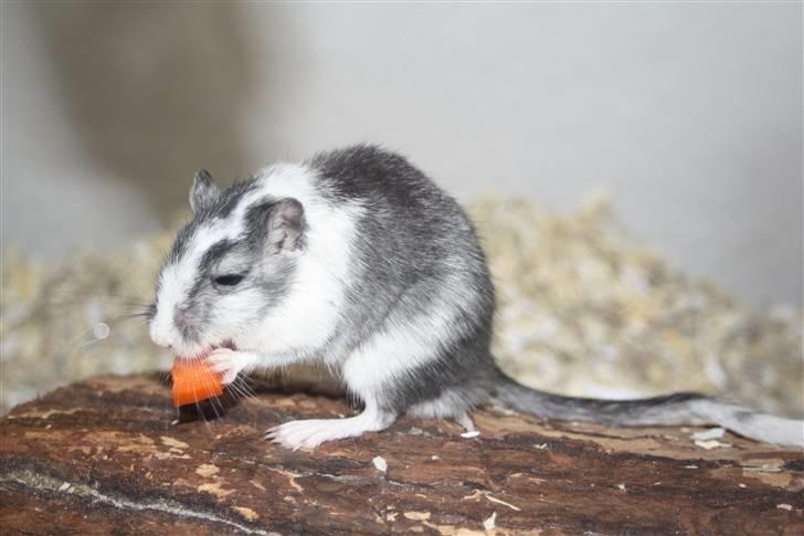 Ørkenrotte Manse R.I.P - Manse og et stykke gulerod :b billede 3