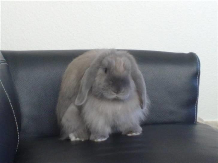 Kanin Mumle *død*  - Mumle lytter til, hvad vi siger. billede 6