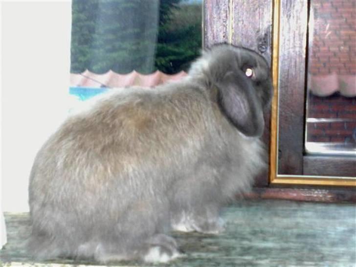 Kanin Mumle *død*  billede 7