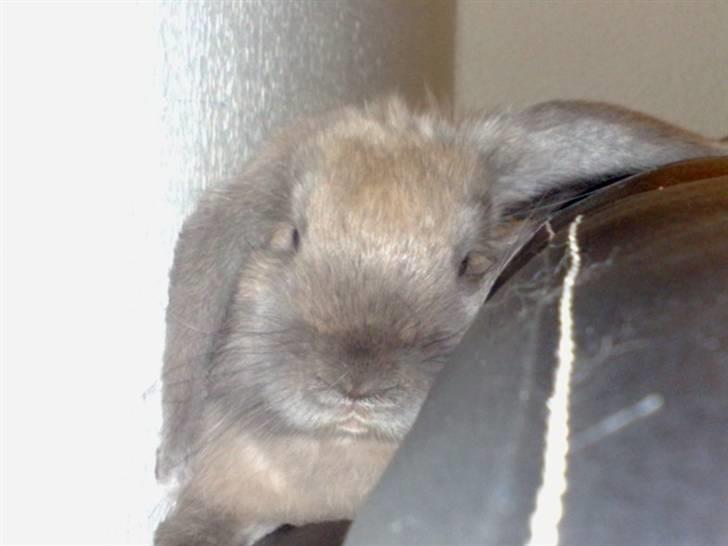 Kanin Mumle *død*  - Zzzzzzz billede 8