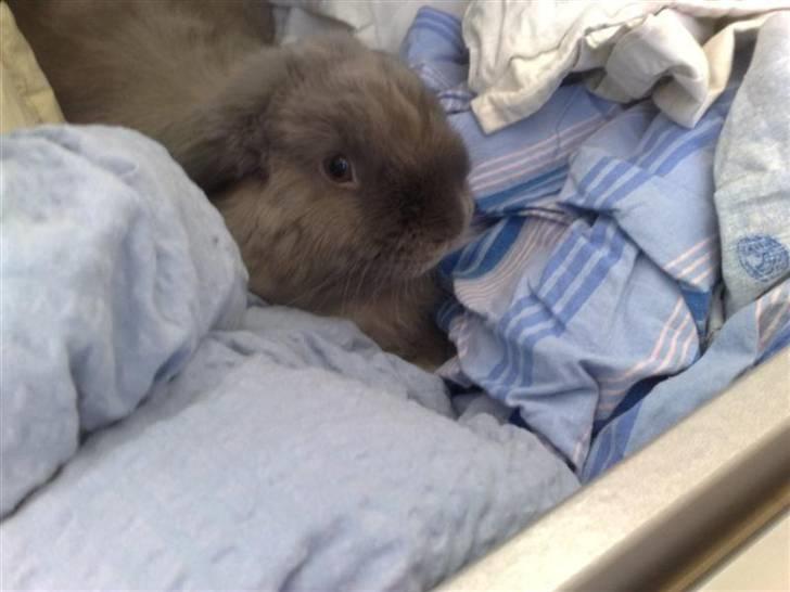 Kanin Mumle *død*  - Så fandt Mumle sengetøjet og det bliver godt passet på :-D billede 10