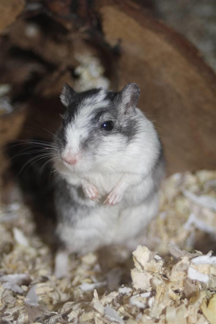 Ørkenrotte Manse R.I.P - Wouw! han er lækker :b Foto: Mig billede 4