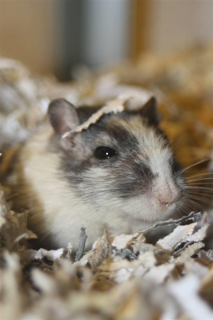 Ørkenrotte Manse R.I.P - Godmorgen :b billede 5