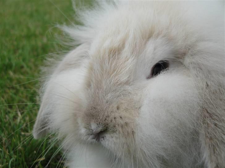 Kanin Smut billede 1