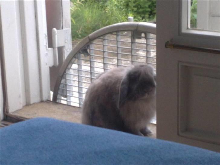 Kanin Mumle *død*  - "nej jeg skal nok lade være med at hoppe ud moar."  billede 11