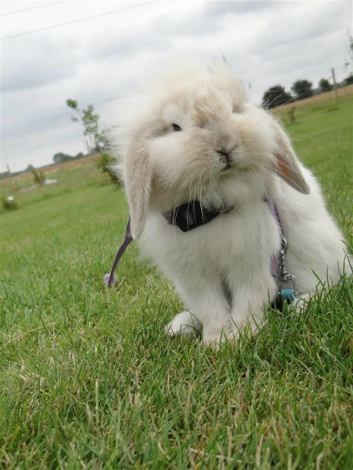 Kanin Smut billede 2