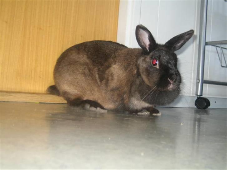 Kanin Ninus <3 - så er hun inde i vores køkken ;) billede 1