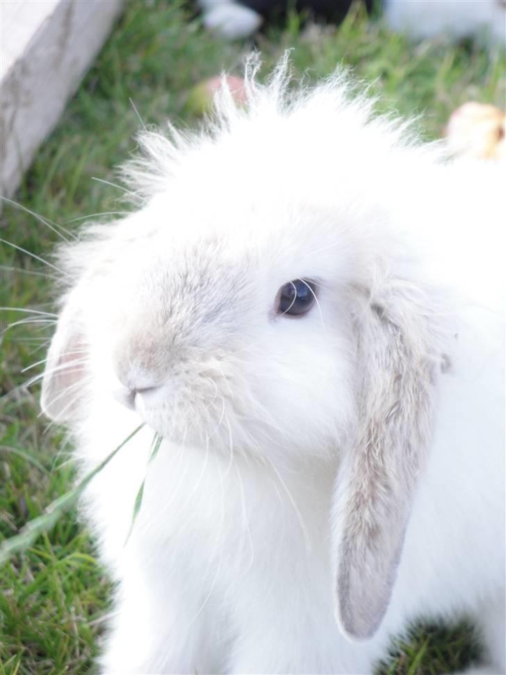 Kanin Smut billede 3