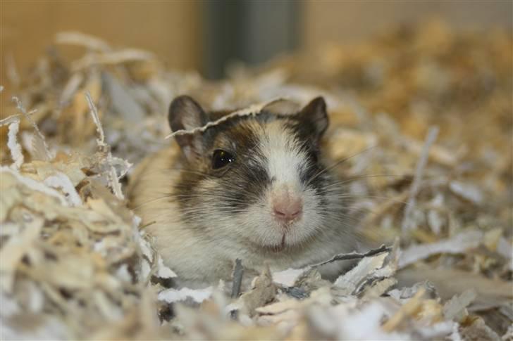 Ørkenrotte Manse R.I.P - Jeg elsker seriøst bare når de kommer op af deres små huler :b billede 6