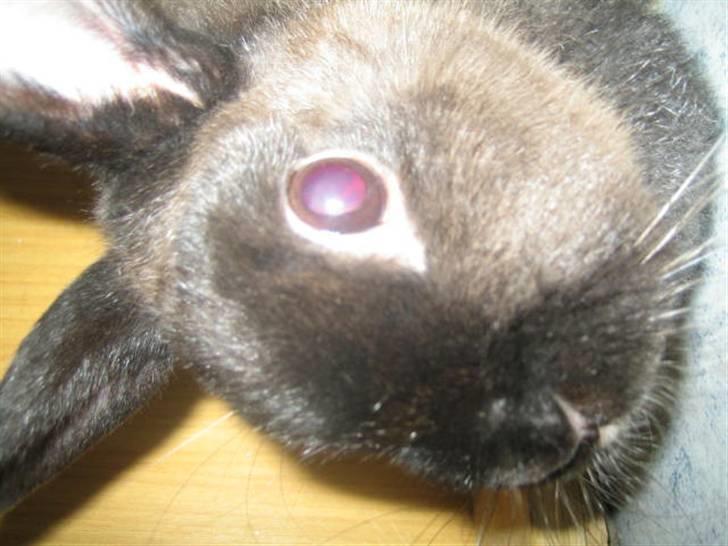 Kanin Ninus <3 - nærbillede ;P billede 2