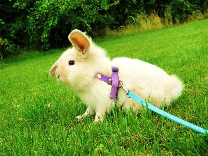 Kanin Smut billede 4