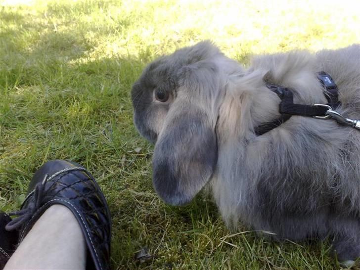 Kanin Mumle *død*  - Dygtige Mumle på sin første gå tur i haven. billede 12