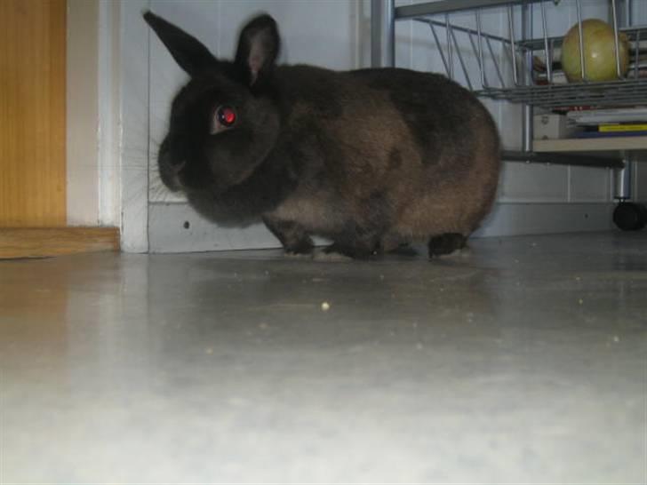 Kanin Ninus <3 - Ninus med sin dobbelt hage ;P du er helt specielt me den!!  <´3 billede 3