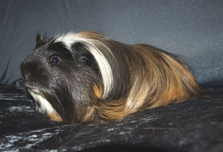 Marsvin Hr.Sylvester *Coronet* billede 1