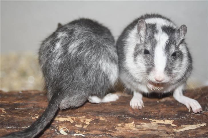 Ørkenrotte Manse R.I.P - Manse vender røven til :b billede 8