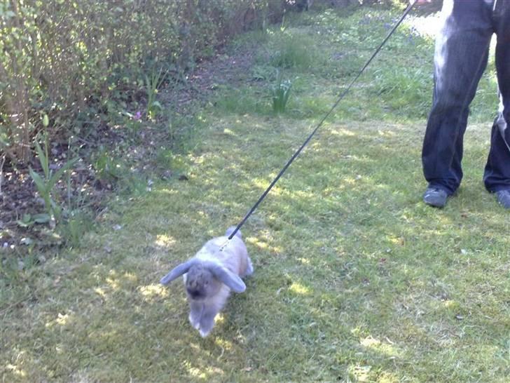 Kanin Mumle *død*  - og det kan ikke gå hurtigt nok. billede 13