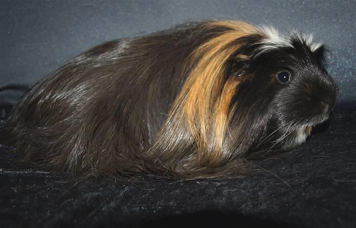 Marsvin Hr.Sylvester *Coronet* billede 2