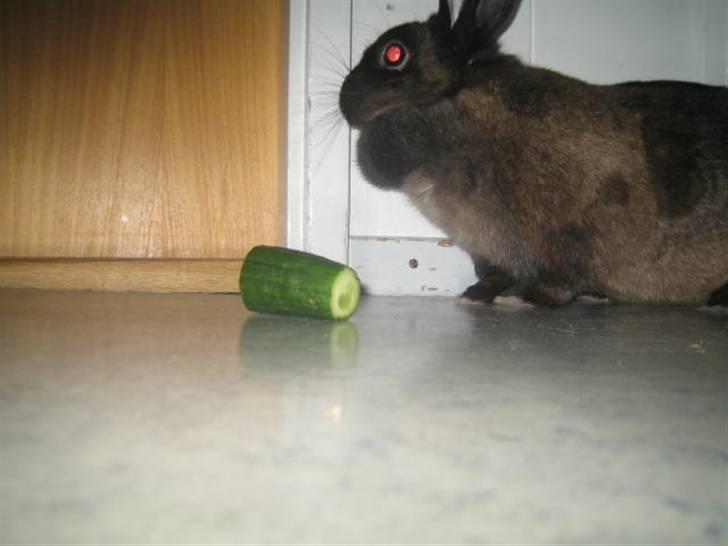 Kanin Ninus <3 - Ninus med en agurk x) billede 4