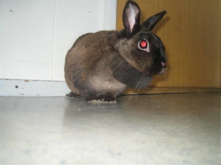 Kanin Ninus <3 - kigger sig lige rundt omkring ;D billede 5