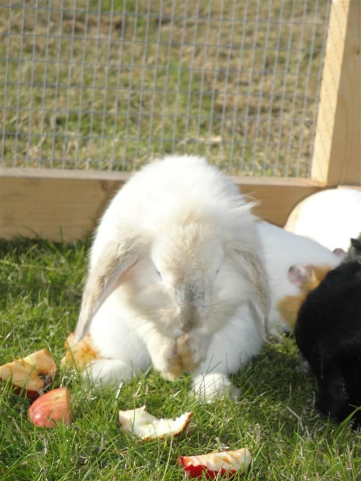 Kanin Smut billede 5