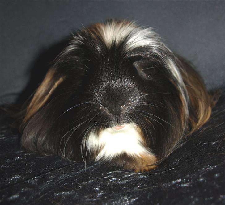 Marsvin Hr.Sylvester *Coronet* billede 3