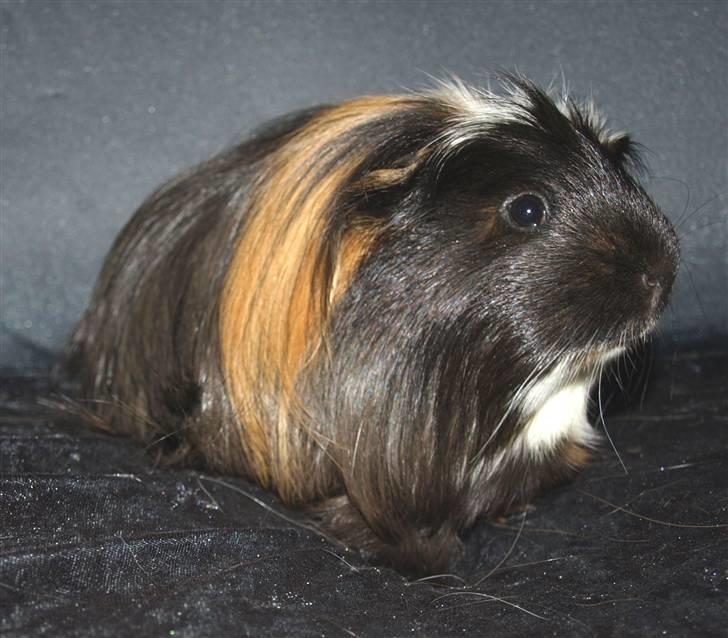 Marsvin Hr.Sylvester *Coronet* billede 4