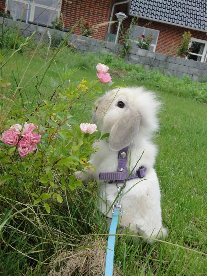 Kanin Smut billede 6