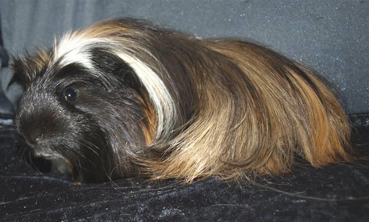 Marsvin Hr.Sylvester *Coronet* billede 5