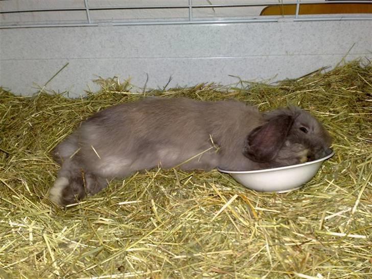 Kanin Mumle *død*  billede 14