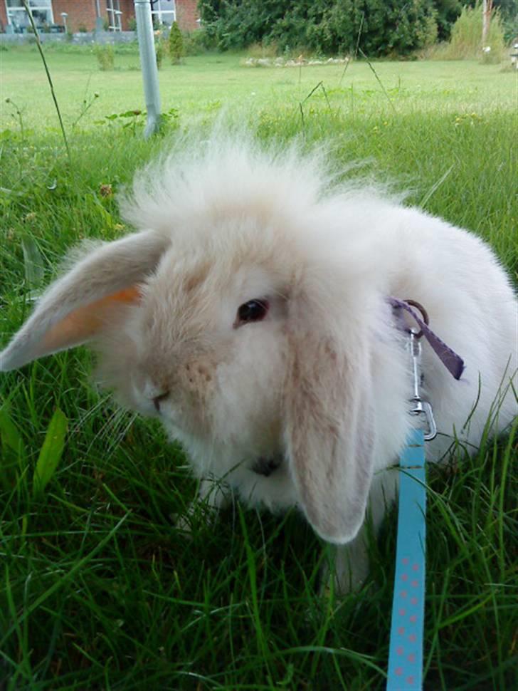 Kanin Smut billede 7