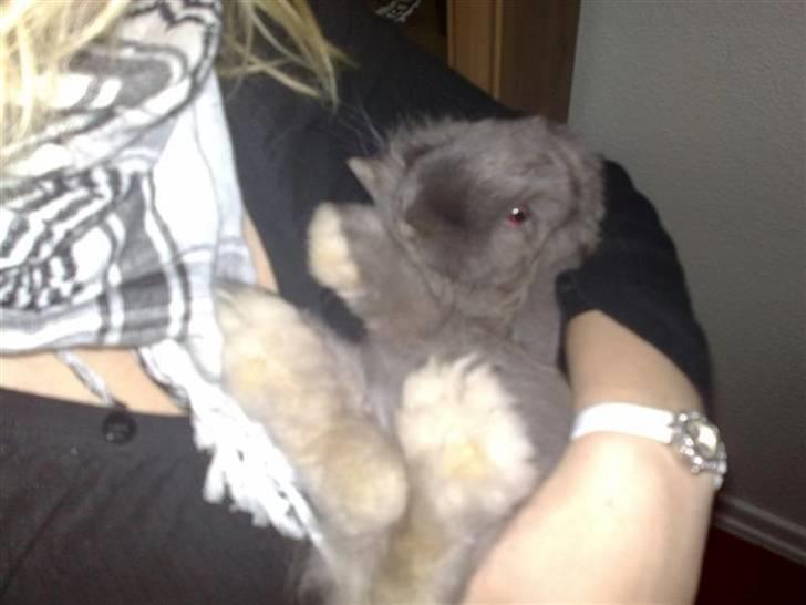 Kanin Mumle *død*  billede 16