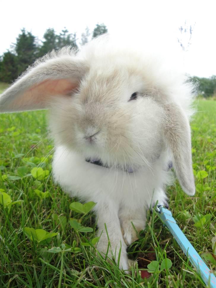 Kanin Smut billede 8
