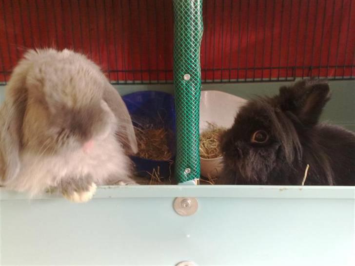 Kanin Mumle *død*  - Sådan ser han ud om morgnen når han gerne vil ud af buret.  billede 17