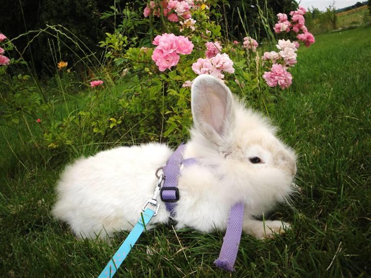 Kanin Smut billede 9