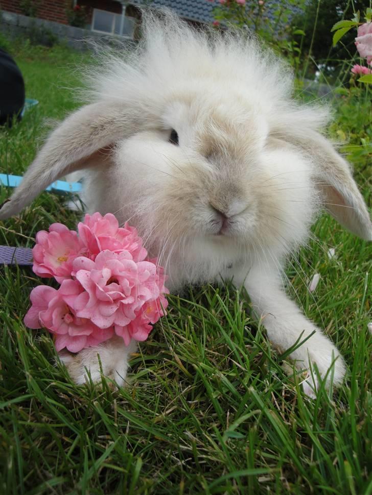 Kanin Smut billede 10